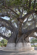 Photo tronc du baobab géant de Mahajunga