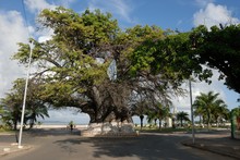 Photo le baobab géant à Mahajunga