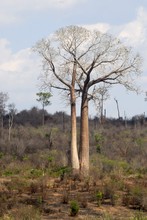 Photo de baobab