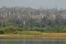 forêt de baobabs