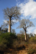 Photo de baobab