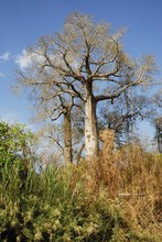 Photo de baobab