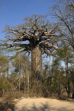 Photo de baobab