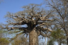 Photo de baobab