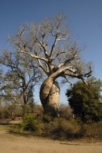 Photo de baobab amoureux