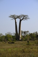 Photo de baobab