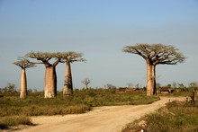 Photo de baobab