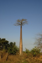 Photo de baobab