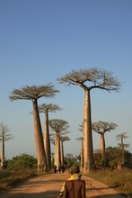 Photo de baobab