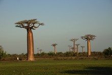 Photo de baobab