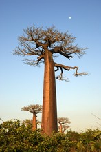 Photo de baobab