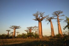 Photo de baobab