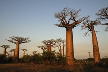 Photo de baobab