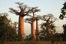 Photo de baobab