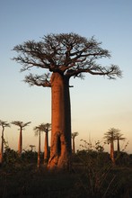 Photo de baobab