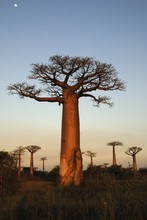 Photo de baobab