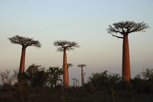 Photo de baobab