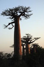 Photo de baobab