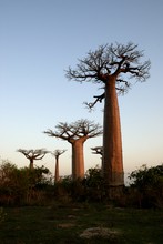 Photo de baobab