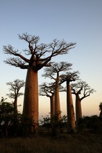 Photo de baobab