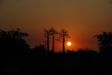 Photo de baobabs au couché du soleil