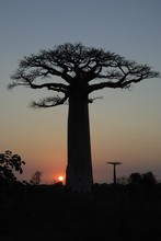 Photo de baobab