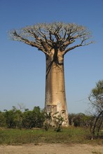 Photo de baobab