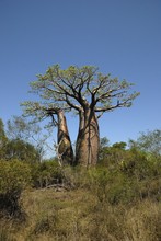 Photo de baobab