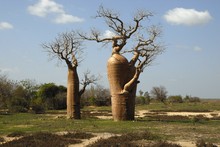Photo de baobab bouteille