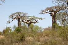 Photo de baobab