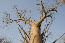 Photo de baobab