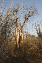 Photo de baobab