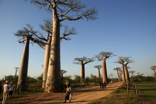 Photo allée des baobabs à Morondava