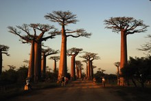 Photo allée des baobabs à Morondava, couché de soleil