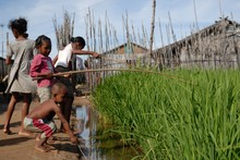 Enfants pêchant dans les rizières à Majunga