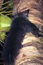 lémurien aye-aye grimpant sur un arbre, Province de Tamatava (Taomasina)