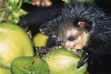 lémurien aye-aye entamant une noix de coco, Province de Tamatava (Taomasina)