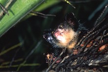 furtif lémurien aye-aye, Province de Tamatava (Taomasina)