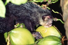 lémurien aye-aye mangeant une noix de coco, Province de Tamatava (Taomasina)