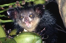 portrait du lémurien aye-aye, Province de Tamatava (Taomasina)