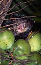 espiègle lémurien aye-aye, Province de Tamatava (Taomasina)