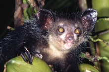 lémurien aye-aye sur une noix de coco, Province de Tamatava (Taomasina)