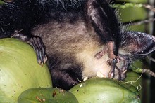 lémurien aye-aye crocquant une noix de coco, Province de Tamatava (Taomasina)