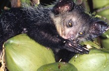 lémurien aye-aye concentré sur son repas, Province de Tamatava (Taomasina)