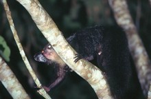 lémurien aye-aye de branche en branche, Province de Tamatava (Taomasina)