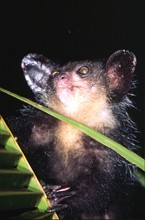 lémurien aye-aye grimpant sur un cocotier, Province de Tamatava (Taomasina)