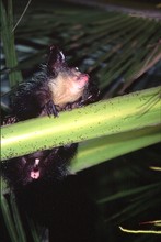 lémurien aye-aye grimpant sur un cocotier, Province de Tamatava (Taomasina)