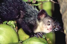 lémurien aye-aye tatant les noix de coco, Province de Tamatava (Taomasina)