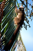 lémurien maki mangeant les fruits d'un palmier, Province de Tamatava (Taomasina)