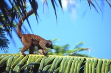 lémurien maki en marche sur une palme, Province de Tamatava (Taomasina)